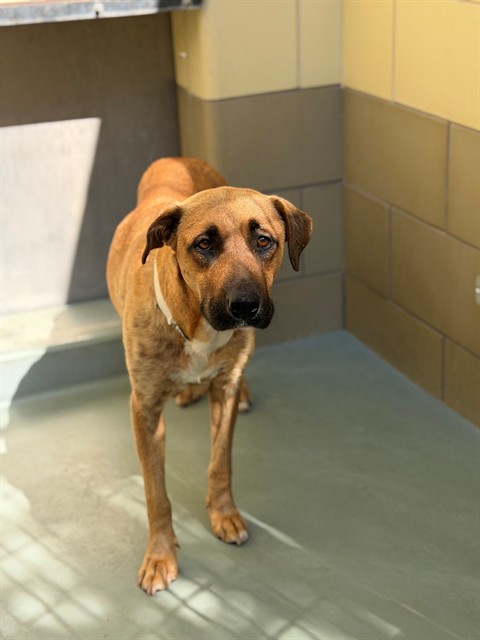 Adoptable pet photo