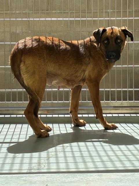 Denise, a German Shepherd (mix breed), available for adoption