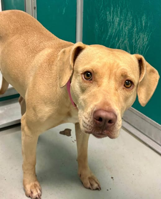 Adoptable pet photo