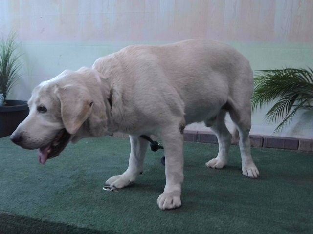 Captain, a Labrador Retriever, available for adoption