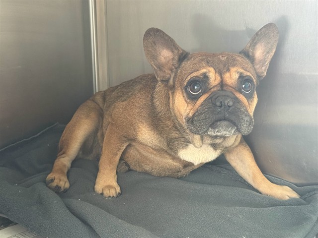Rhapsody, a French Bulldog, available for adoption