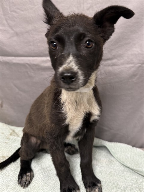 Mia, a German Shepherd, available for adoption