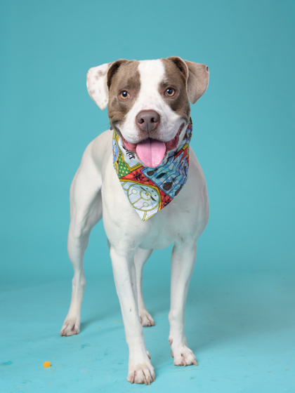 Millers, a Fox Terrier, available for adoption