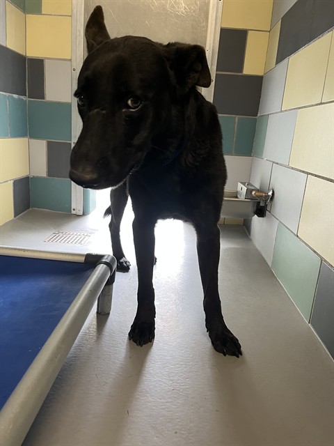 Buck, a Dutch Shepherd (mix breed), available for adoption
