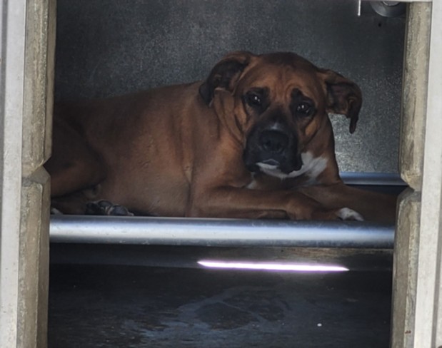 Sully, a Boxer, available for adoption