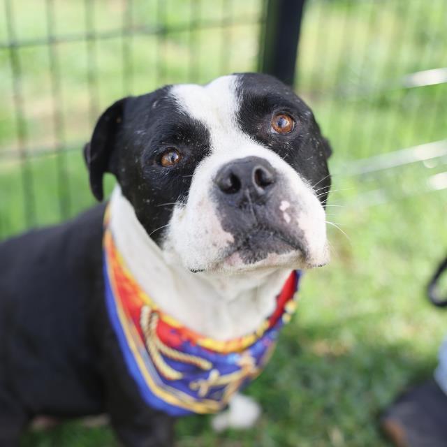 Bear, a American Staffordshire Terrier (mix breed), available for adoption