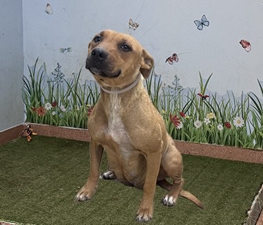 Bloo, a Pit Bull Terrier, available for adoption