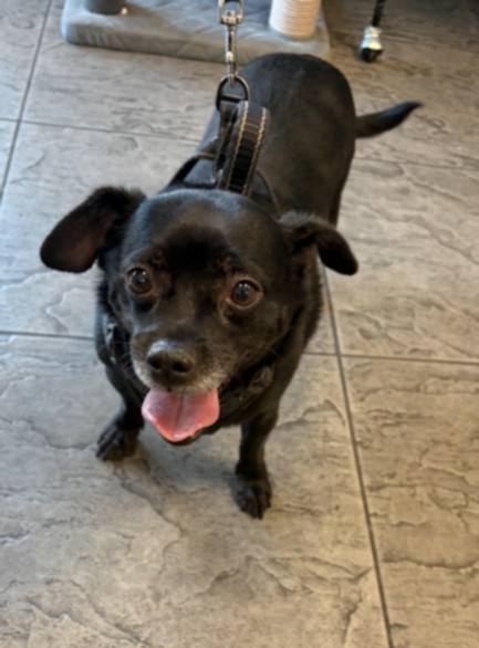 Uzi, a Dachshund (mix breed), available for adoption