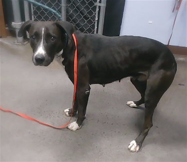 Mamas, a Pit Bull Terrier (mix breed), available for adoption