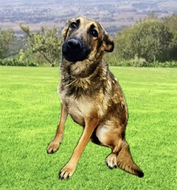 Maud, a Belgian Shepherd Malinois, available for adoption