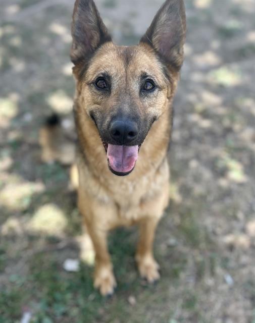 Zara, a Shepherd, available for adoption