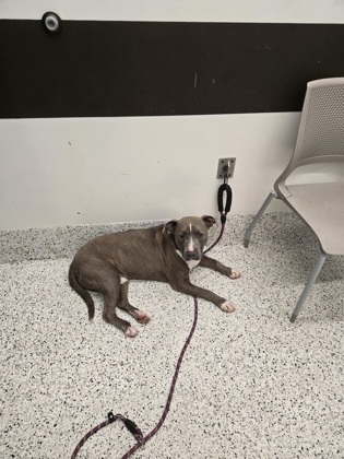 Adoptable pet photo