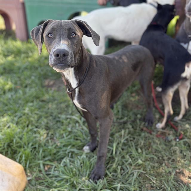 Adoptable pet photo