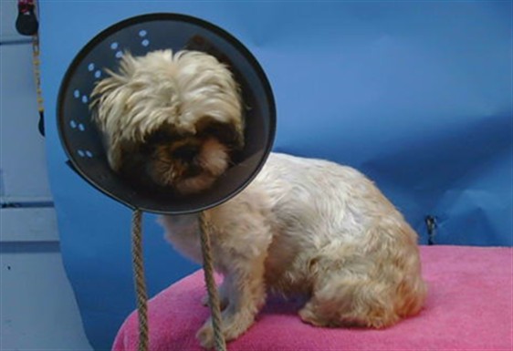 Adoptable pet photo