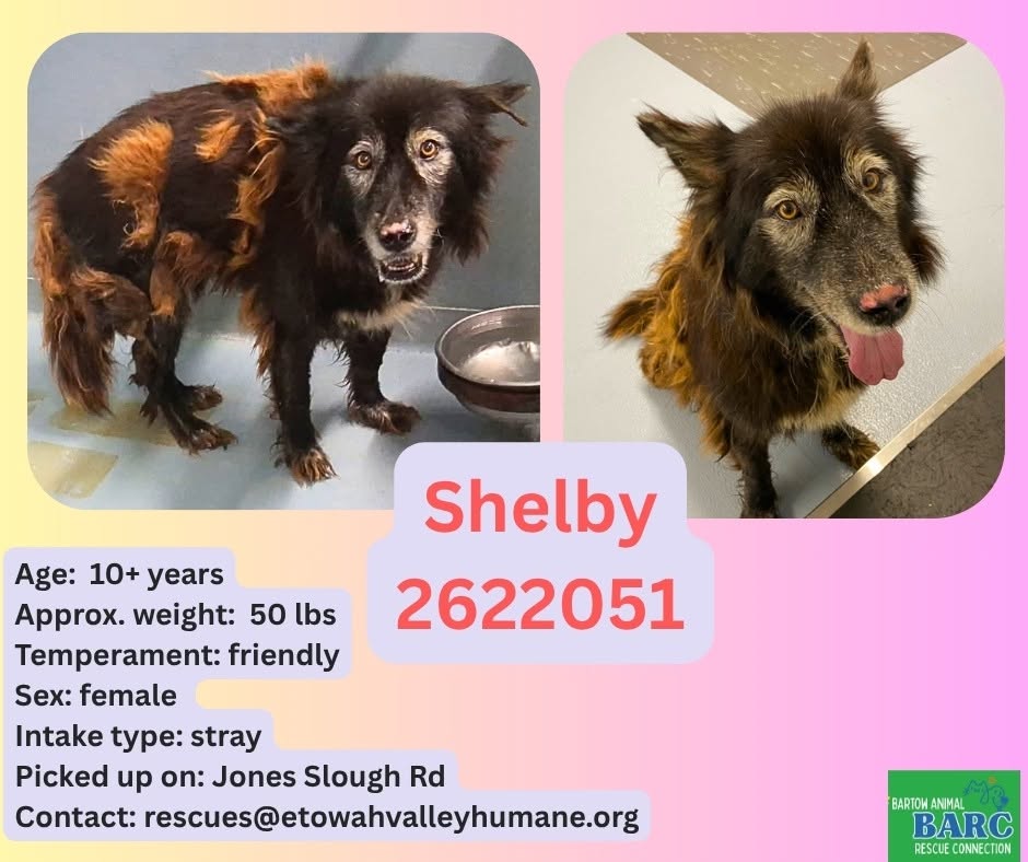 Adoptable pet photo