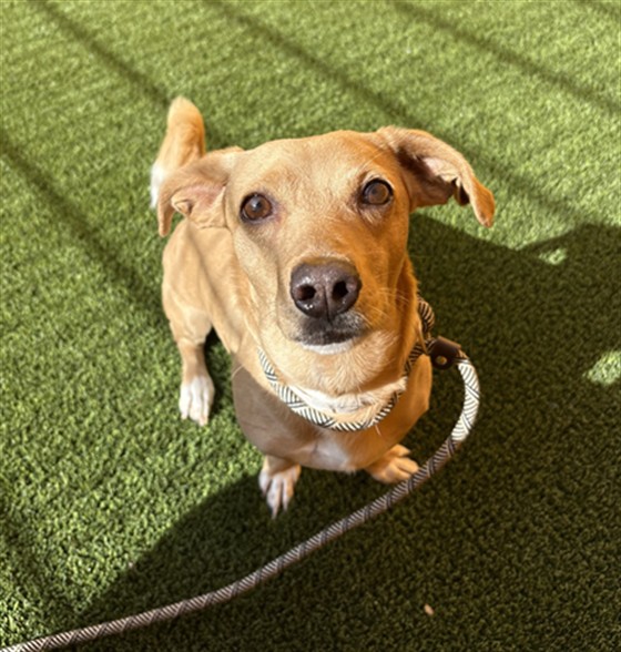 Adoptable pet photo