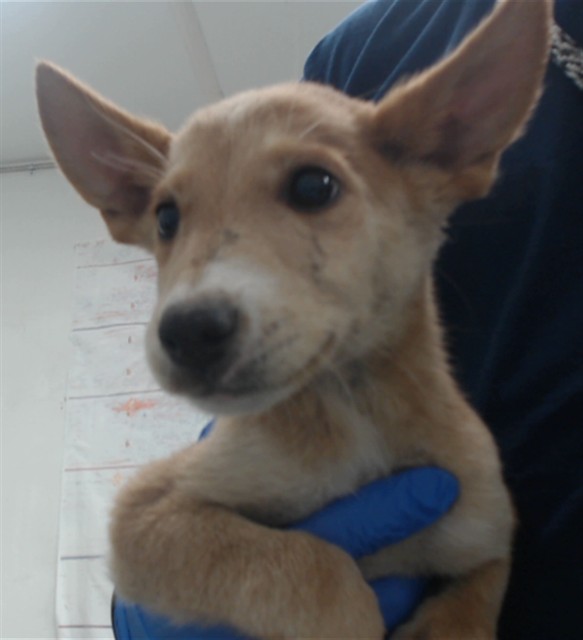 Adoptable pet photo