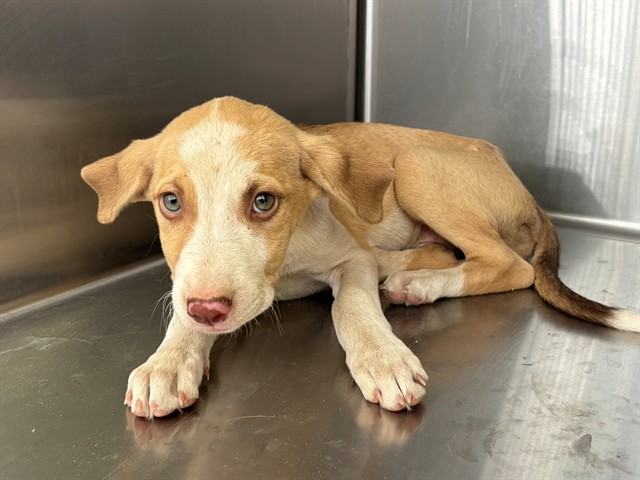 Adoptable pet photo
