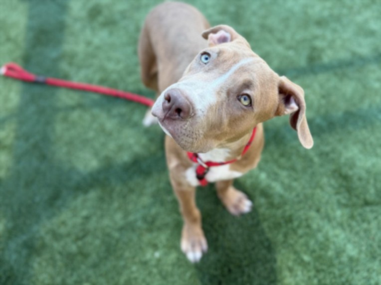 Adoptable pet photo