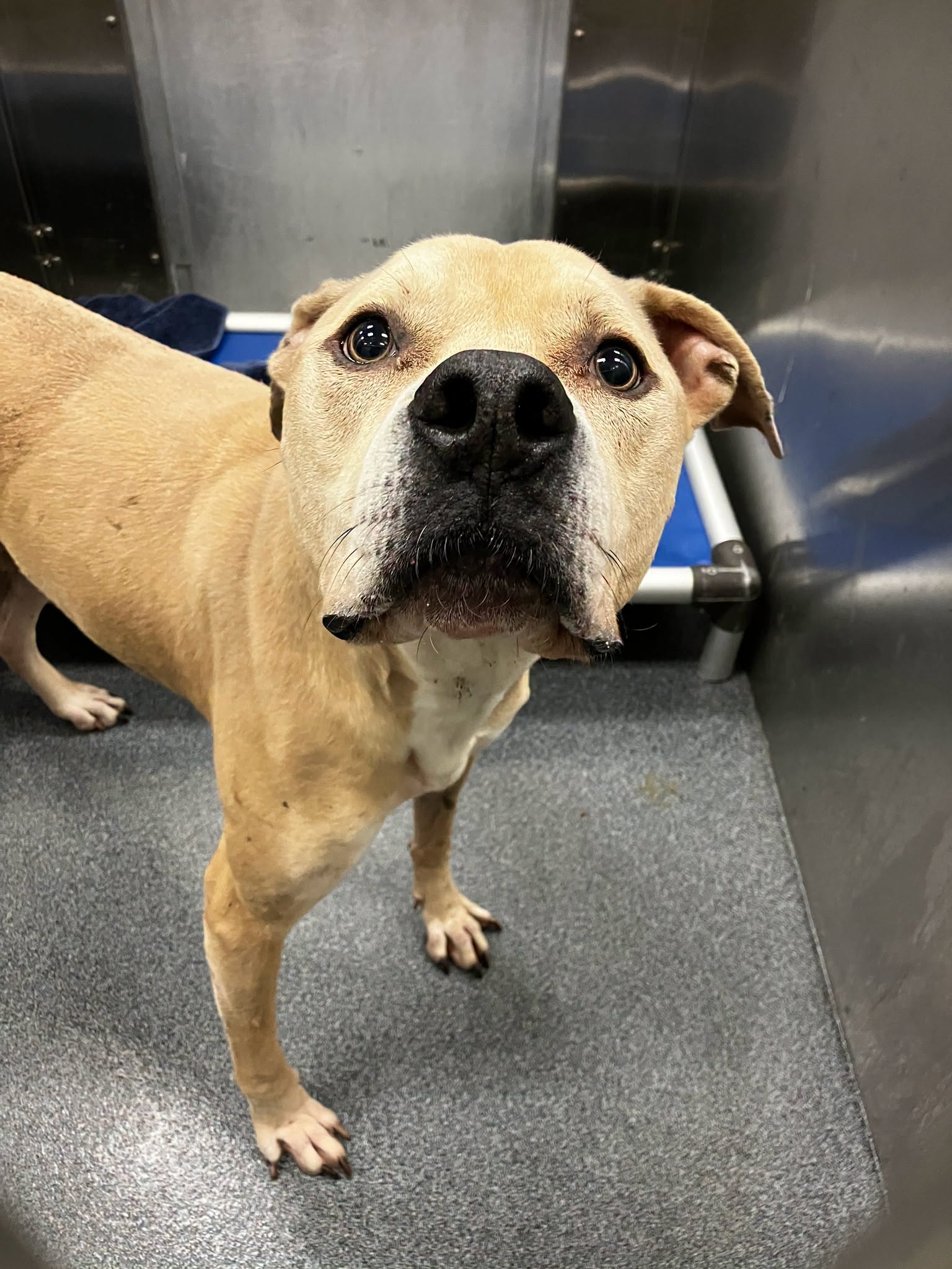 Adoptable pet photo