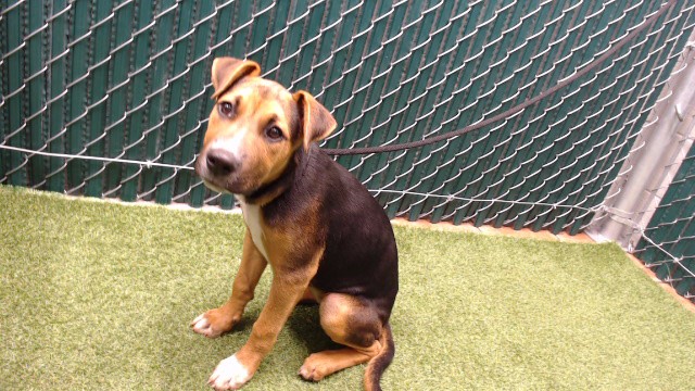 Adoptable pet photo