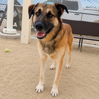 Usher, a German Shepherd, available for adoption