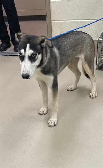 Milla, a Siberian Husky (mix breed), available for adoption