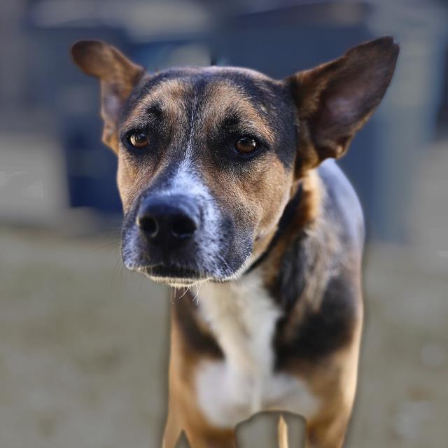 Black, a Entlebucher (mix breed), available for adoption