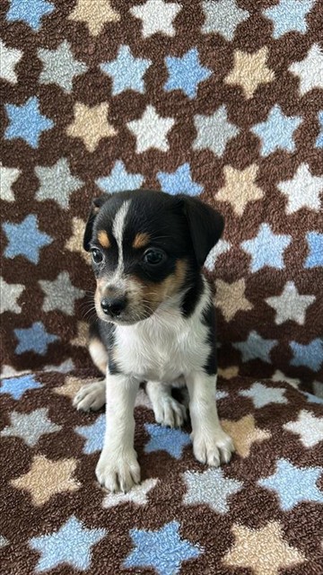 A5796630, a Chihuahua, available for adoption