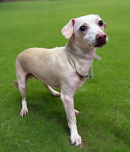 Davie, a Chihuahua, available for adoption