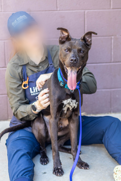 Marino, a Pit Bull Terrier (mix breed), available for adoption
