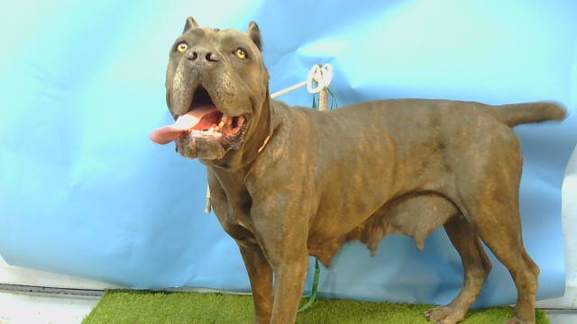 Apalonia, a Cane Corso Mastiff, available for adoption