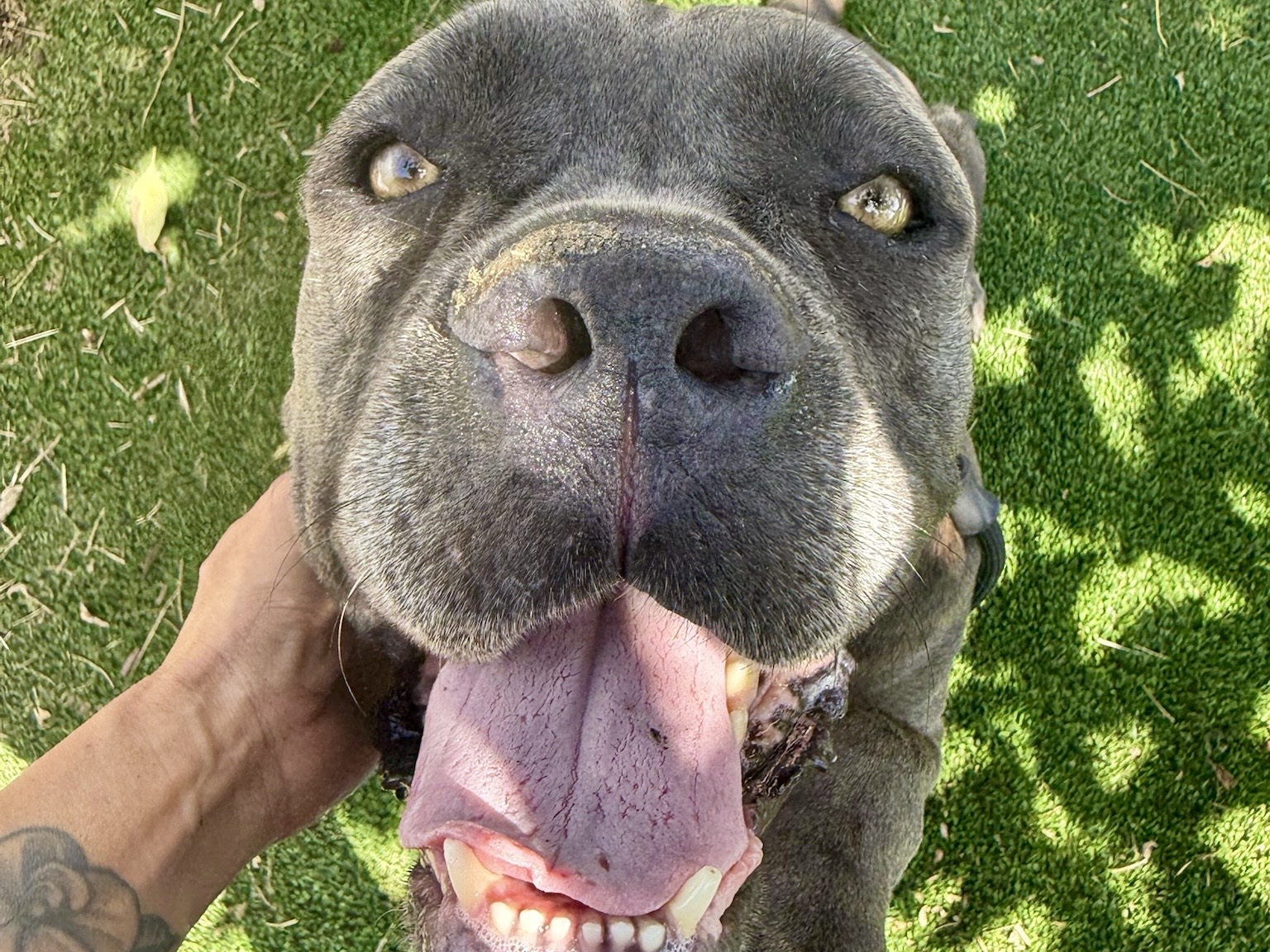 Apalonia, a Cane Corso Mastiff, available for adoption