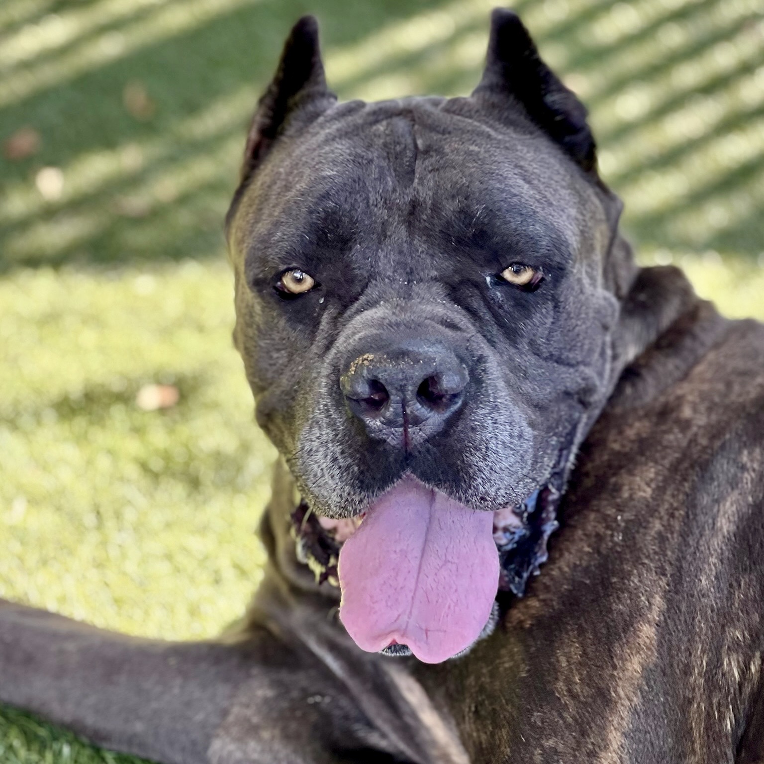 Apalonia, a Cane Corso Mastiff, available for adoption