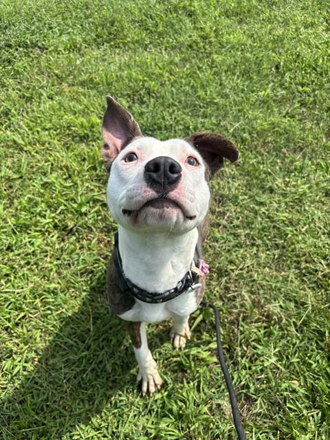 Milo, a Pit Bull Terrier, available for adoption