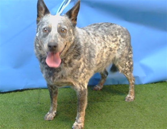 Panda, a Cattle Dog, available for adoption
