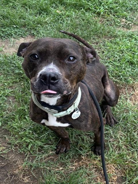 Monae, a Pit Bull Terrier (mix breed), available for adoption