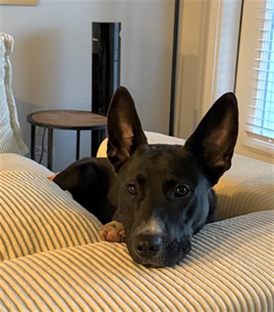 Zelda, a Pit Bull Terrier (mix breed), available for adoption