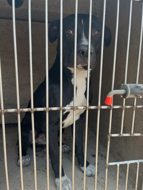 A480325, a Pit Bull Terrier (mix breed), available for adoption