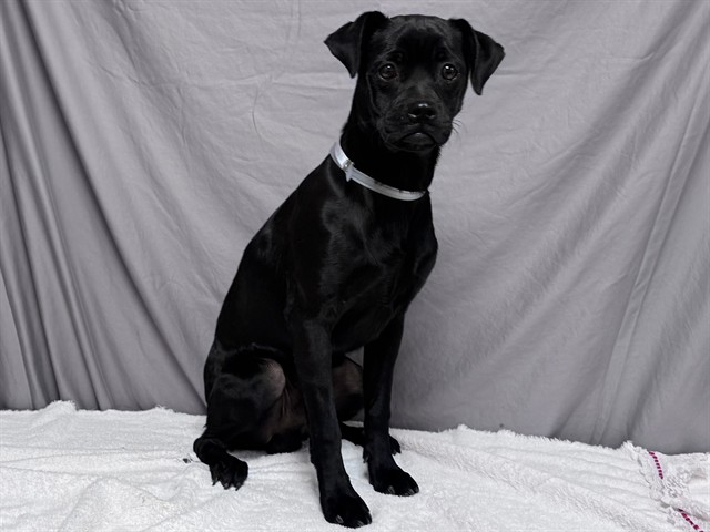 Sparky, a Pug, available for adoption