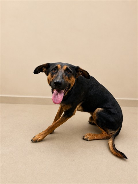 Square, a German Shepherd, available for adoption