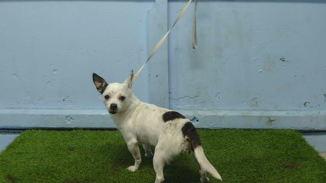 Marshmallow, a Chihuahua, available for adoption