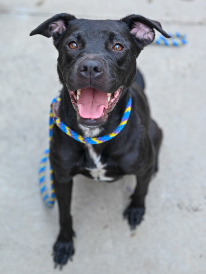 Opaline, a Pit Bull Terrier (mix breed), available for adoption