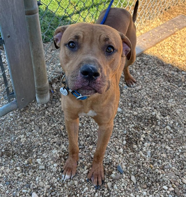 Russ, a Pit Bull Terrier, available for adoption