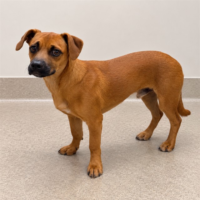 Cleveland, a Dachshund, available for adoption