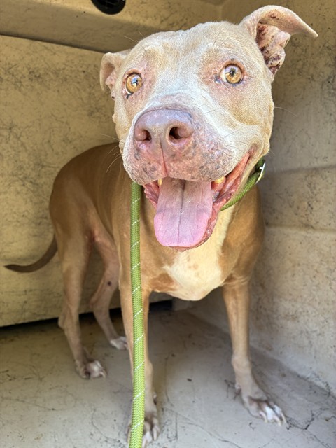 A480490, a Pit Bull Terrier, available for adoption