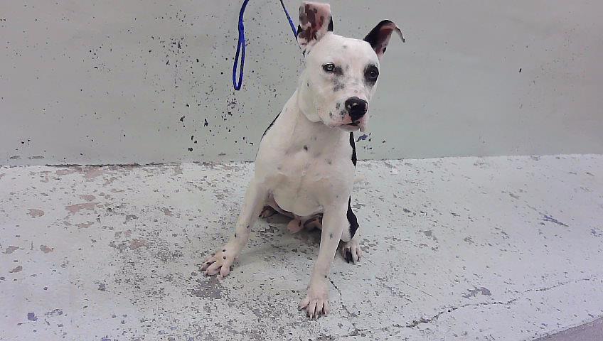 Malcom, a Staffordshire Bull Terrier (mix breed), available for adoption