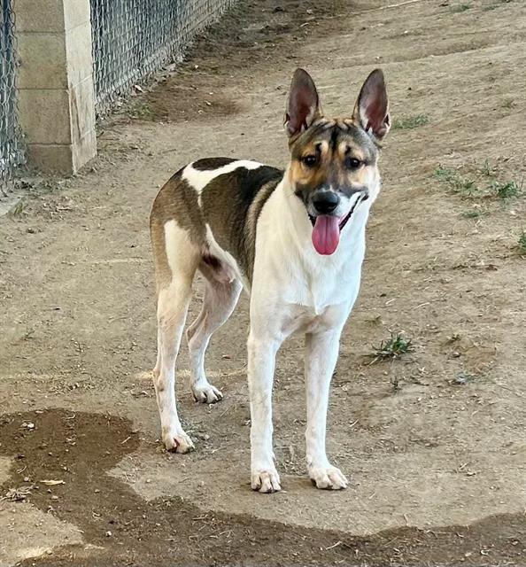 Churo, a German Shepherd (mix breed), available for adoption