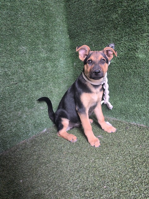 Orin, a German Shepherd, available for adoption