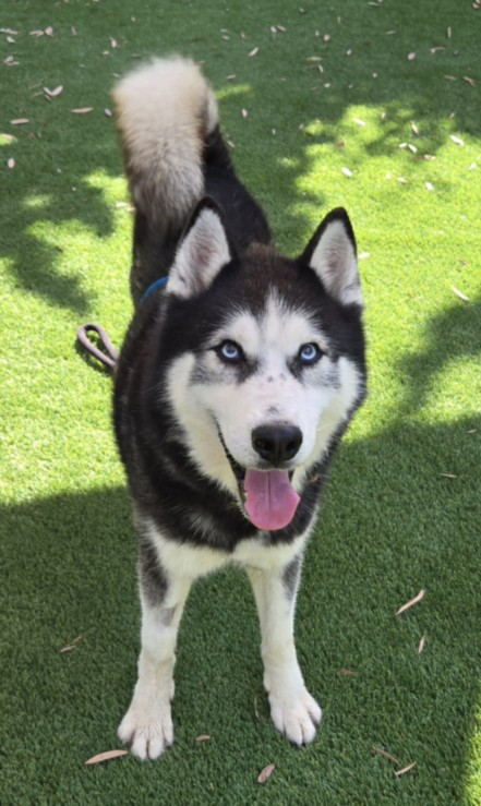 Coco, a Siberian Husky, available for adoption